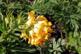 Check spelling or type a new query. 15 Bright Yellow Perennials To Brighten Up Your Garden Gardening