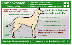 Lymphknotenkontrolle Hund Hunde Lymphknoten Anatomie Hund