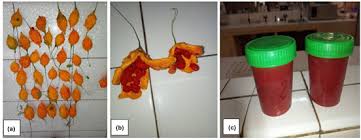 Image result for Momordica repens