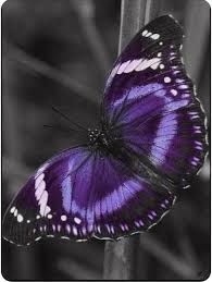 Maybe you would like to learn more about one of these? Purple Butterfly Butterfly Chrysalis Butterfly Pictures Beautiful Butterflies