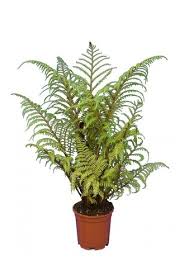 Image result for Cyathea mildbraedii