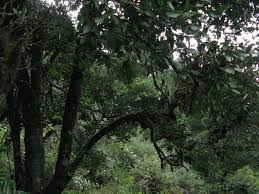 Image result for Mystroxylon