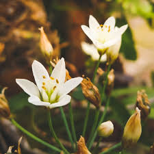 Image result for Nothoscordum borbonicum