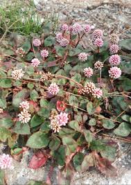 Image result for Buchnera capitata