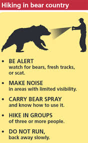 Our bears in canada, and really actually most of the grizzly bears across north america, wouldn't even come close in weight to the bears at katmai falls, bear researcher clayton lamb told. Your Safety In Grizzly Bear Territory Mary Donahue