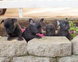 Puppy mill french bulldog afraid to walk on grass transformed by care and a crew of canines. 5 Best French Bulldog Breeders In Wisconsin Reviews Smiling Bulldogs