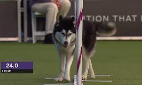 Siberian Husky Lobo Gets Off Track During Westminster Dog Show Event Westminster Dog Show Dog Show Husky