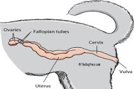 Ovulation Timing When To Breed Your Bitch Managing The Mating