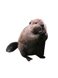 Beaver Standing Png Image Beaver Cartoon Animals Acorn Drawing