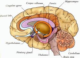 Below The Level Of The Cerebral Cortex Lies The Thalamus The Brain S Information Relay Network Surrounding The Human Brain Diagram Brain Diagram Human Brain