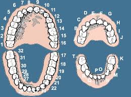 Dental Numbers Wikem