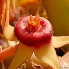 Image result for Huernia procumbens