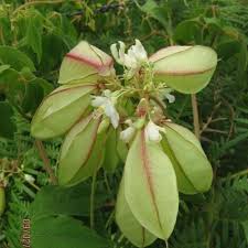 Image result for Cardiospermum grandiflorum