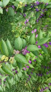 Plant addicts is your source for beautiful purple bushes, planters, tools & more. Bush With Small Purple Berries 359092 Ask Extension