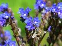 Image result for Anthospermum ammannioides