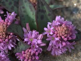 Image result for Ledebouria luteola
