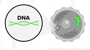 Has enough pfizer and moderna shots on hand for everyone. Is Johnson And Johnson Vaccine Effective Adeno Vector Vaccine Wusa9 Com