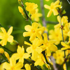 Image result for Jasminum nudiflorum