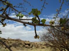 Image result for Sterculia subviolacea