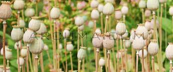 About press copyright contact us creators advertise developers terms privacy policy & safety how youtube works test new features press copyright contact us creators. Como Hacer Codeina Con Sprite O Lean Drink