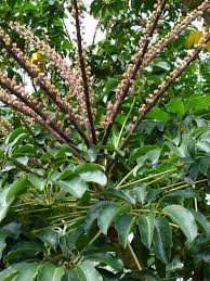 Image result for Heptapleurum actinophyllum