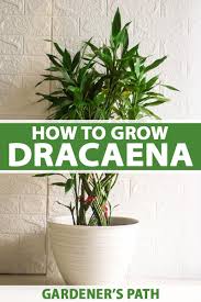 The corn plant require very little care. How To Grow And Care For Dracaena Gardener S Path