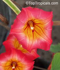 Image result for Stictocardia beraviensis