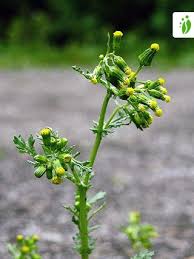 Image result for Senecio vulgaris