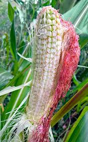 Image result for Zea mays