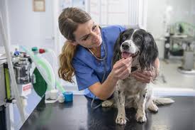 What vaccines do cats need? Fear Free Pets Make For Happier Pets And Owners The New York Times