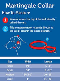 Martingale Dog Collars How To Use Them And Which Are Best