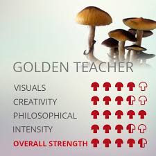 Golden teacher mushrooms strain has always been a favorite among growers for years. Magic Mushrooms Grow Kit Golden Teacher Supra Growkit 100 Mycelium