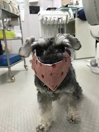 Pin By Scott Pierce On Miniature Schnauzer In 2020 Mini Schnauzer Puppies Mini Schnauzer Schnauzer Puppy