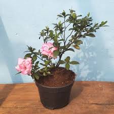 Pagesbusinesseslocal serviceevent plannerwedding planning serviceby bunga azalea. Jual Tanaman Hias Azalea Bunga Merah Putih Tumpuk Berkualitas