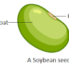 for a lawn or a plant to produce seeds because it has not had proper care. 1