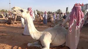 حراج الإبل في سوق الماشية ببريدة مدينة الأنعام 6 12 1441هـ youtube