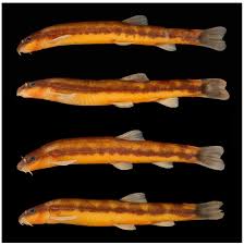 Image result for Dichilus bainesii