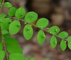 Image result for Phyllanthus tenellus