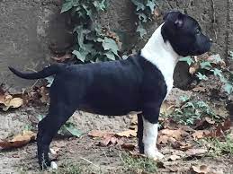 Redwood Coast Staffords Alicia Collins In Forestville Ca On American Kennel C American Kennel Club Staffordshire Bull Terrier American Staffordshire Terrier