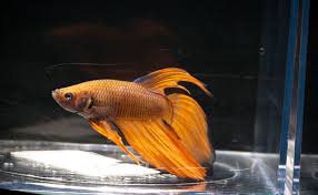 Detailed below you will find the different terms put to these tail types, patterns and colours and how some of them have come about. 30 Amazing Types Of Betta Fish Interesting Facts And Features