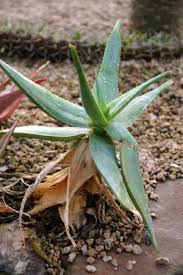 Image result for Aloe christianii