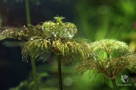 Image result for Limnophila crassifolia