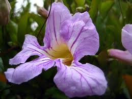 Image result for Bignonia callistegioides