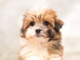 They are super chill, give lots of love, and love to cuddle. Shih Tzu Pom Pet City Pet Shops