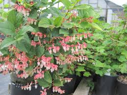 I finally moved a small one to a shadier spot. Find Plants Page 7 Wholesale Nursery Supplies Plant Growers In Oregon Nursery Guide