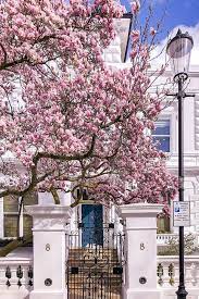 Where To See Magnolia And Cherry Blossom In London Printable Guide And Map London Magnolia Beautiful Places