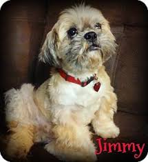 Maybe you would like to learn more about one of these? Shih Tzu Dog For Adoption In Phoenix Arizona Jimmy Shih Tzu Shih Tzu Dog Shih Tzu Puppy