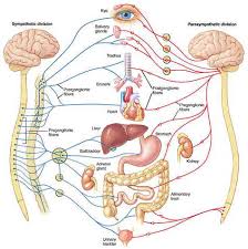 Image result for Sympathetic Nervous System