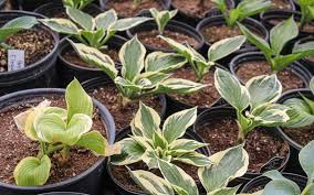 Buy and sell locally in lancaster, pa. Leabrook Flowers Greenhouse Just Plain Business