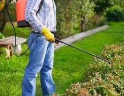 These people showed me a way to get the fleas under control in our house and yard that. Homemade Insecticide Recipes Pest Prevention Pest Control Services Pest Control